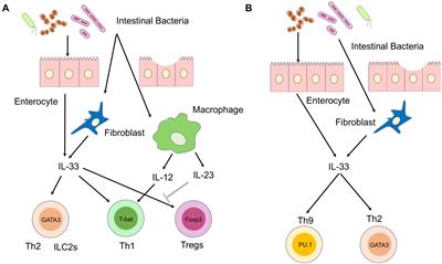 IL-33 as a Critical Cytokine for Inflammation and Fibrosis in Inflammatory Bowel Diseases and Pancreatitis